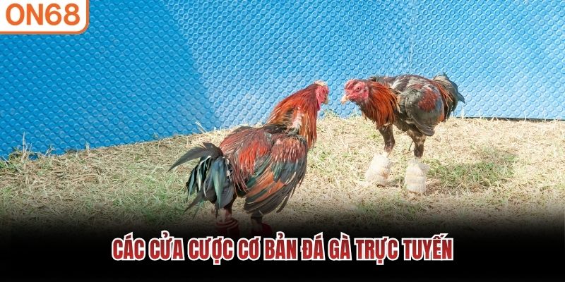 Các cửa cược cơ bản đá gà trực tuyến đá gà on68