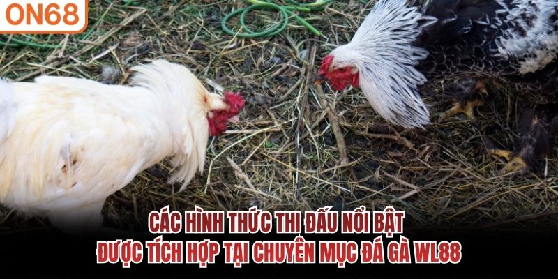 Các hình thức thi đấu nổi bật được tích hợp tại chuyên mục đá gà WL88 đá gà wl88