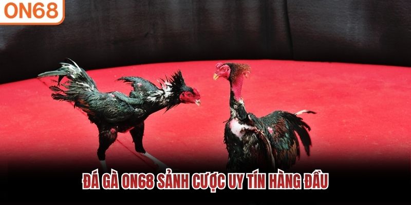 Đá gà ON68 sảnh cược uy tín hàng đầu đá gà on68