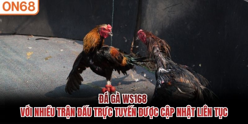 Đá gà WS168 với nhiều trận đấu trực tuyến được cập nhật liên tục đá gà ws168