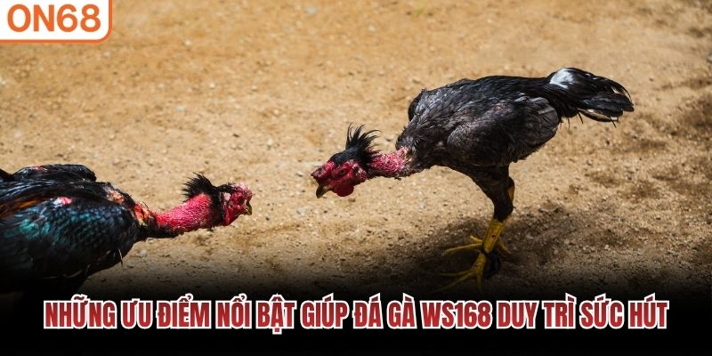 Những ưu điểm nổi bật giúp đá gà WS168 duy trì sức hút đá gà ws168