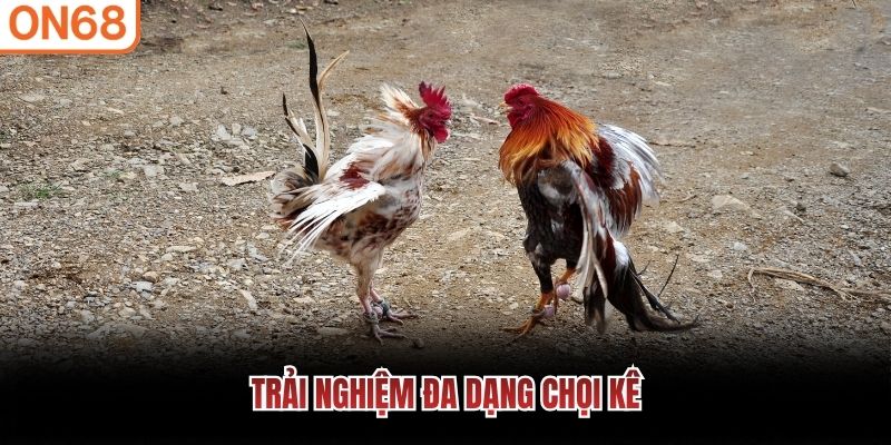 Trải nghiệm đa dạng chọi kê đá gà on68